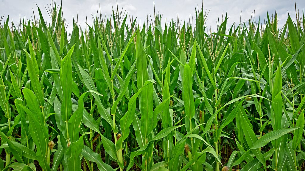 Elon Musk is now a villain in Joe Biden’s presidential campaign